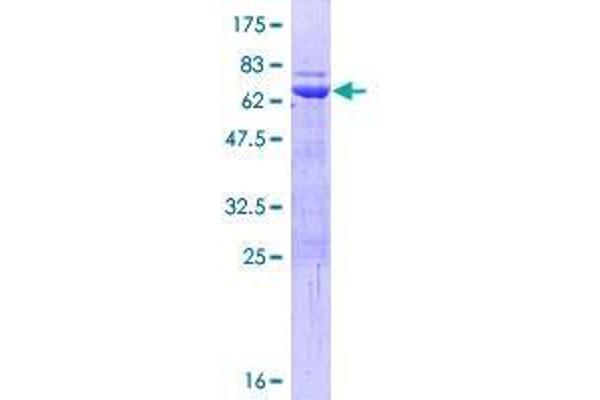 TRIM63 Protein (AA 1-353) (GST tag)