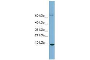 Image no. 1 for anti-Serum Amyloid A 4 (SAA4) (C-Term) antibody (ABIN6749724) (SAA4 抗体  (C-Term))