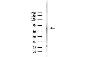 anti-Transcription Factor-Like 5 (Basic Helix-Loop-Helix) (TCFL5) (C-Term) antibody