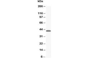 Western Blotting (WB) image for anti-Mitogen-Activated Protein Kinase 1/3 (MAPK1/3) (N-Term) antibody (ABIN3031825)