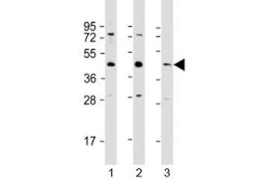Western blot testing of 1) human HeLa, 2) human A549 and 3) mouse brain lysate with G6PC3 antibody at 1:1000. (G6PC3 抗体  (AA 215-246))