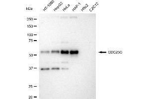 Western blotting analysis using CDC25C antibody (ABIN7798006).