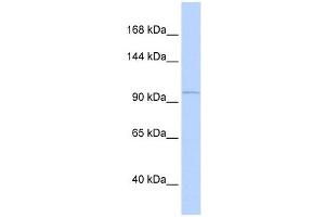 PCDH8 antibody used at 1 ug/ml to detect target protein. (Protocadherin 8 抗体  (Middle Region))