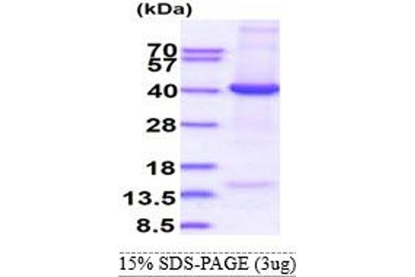 EIF3I Protein (AA 1-325) (His tag)