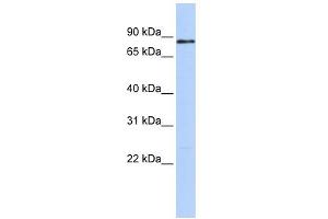 WB Suggested Anti-MYBL1 Antibody Titration:  0. (MYBL1 抗体  (Middle Region))