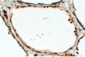 AP23774PU-N DUOX1 antibody staining of paraffin embedded Human Thyroid Gland at 4 µg/ml. (DUOX1 抗体  (Internal Region))