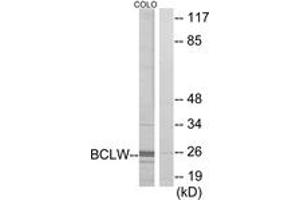 Western blot analysis of extracts from COLO cells, using BCLW Antibody. (BCL2L2 抗体  (AA 131-180))