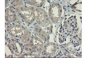 Immunohistochemical staining of paraffin-embedded Human Kidney tissue using anti-CHN1 mouse monoclonal antibody. (CHN1 抗体)