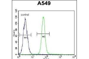 ZMYND10 Antibody (C-term) (ABIN652018 and ABIN2840499) flow cytometric analysis of A549 cells (right histogram) compared to a negative control cell (left histogram). (ZMYND10 抗体  (C-Term))