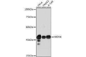 Western blot analysis of extracts of various cell lines, using WDR4 Rabbit mAb (ABIN7271355) at 1:1000 dilution. (WDR4 抗体)
