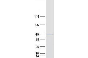 Validation with Western Blot
