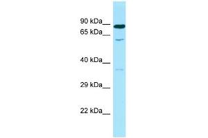Western Blotting (WB) image for anti-Spermine Oxidase (SMOX) (C-Term) antibody (ABIN2505740) (SMOX 抗体  (C-Term))