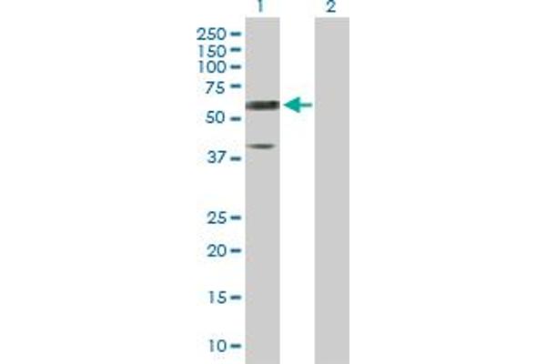 Reticulon 2 anticorps  (AA 1-472)