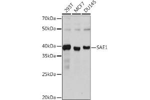 Western blot analysis of extracts of various cell lines, using S Rabbit mAb (ABIN7270633) at 1:1000 dilution. (SAE1 抗体)