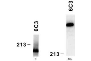 Reactivity of laminin alpha4 chain specific monoclonal antibody 6C3 on human platelet lysate by Western blotting (reducing, R and nonreducing, NR conditions). (LAMa4 抗体)