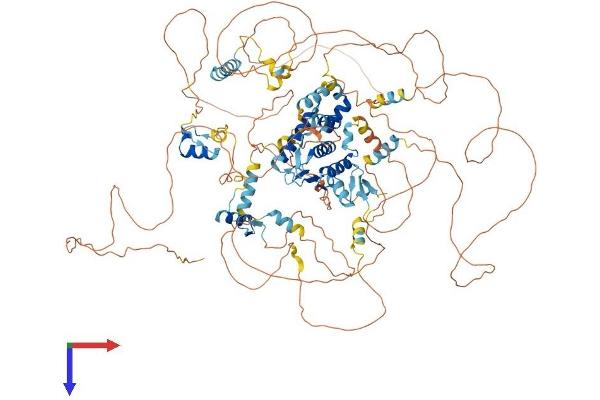 TSHZ1 Protein (AA 1-1084) (His tag)
