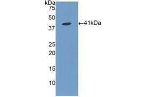 Detection of Recombinant FGL1, Human using Polyclonal Antibody to Fibrinogen Like Protein 1 (FGL1) (FGL1 抗体  (AA 23-312))