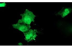 Anti-HSPBP1 mouse monoclonal antibody (ABIN2454876) immunofluorescent staining of COS7 cells transiently transfected by pCMV6-ENTRY HSPBP1 (RC201814). (HSPBP1 抗体)