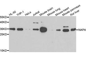 Western blot analysis of extracts of various cell lines, using NAPA antibody (ABIN5975676) at 1/500 dilution. (NAPA 抗体)