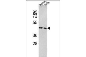 Western Blotting (WB) image for anti-Tu Translation Elongation Factor, Mitochondrial (Tufm) (AA 75-104), (N-Term) antibody (ABIN389459)