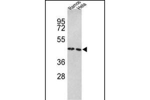 Western blot analysis of TUFM Antibody (N-term) (ABIN389459 and ABIN2839526) in Ramos, Hela cell line lysates (35 μg/lane). (TUFM 抗体  (N-Term))