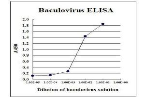Sandwich ELISA for measurement of recombinant AcMNPV-based recombinant baculovirus. (Baculovirus Envelope gp64 抗体)