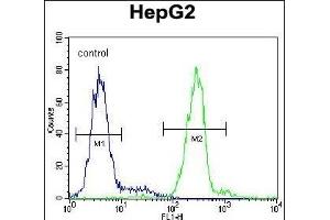 VDAC1 Antibody (N-term) (ABIN390563 and ABIN2840893) flow cytometric analysis of HepG2 cells (right histogram) compared to a negative control cell (left histogram). (VDAC1 抗体  (N-Term))