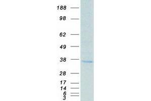 Validation with Western Blot