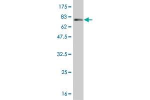 Western Blot detection against Immunogen (85. (IFNA2 抗体  (AA 24-188))