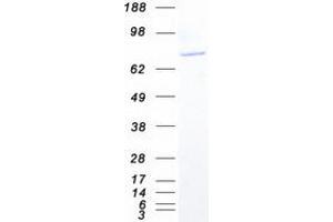Validation with Western Blot (Sec23 Homolog B Protein (SEC23B) (Transcript Variant 2) (Myc-DYKDDDDK Tag))
