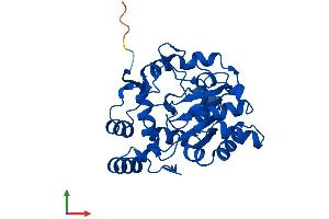 AlphaFold protein structure predicition of Human Recombinant SULT1A1 Protein, UniprotID P50225 (SULT1A1 Protein (AA 1-295) (His tag))