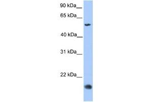 Western Blotting (WB) image for anti-CKLF-Like MARVEL Transmembrane Domain Containing 8 (CMTM8) antibody (ABIN2459667) (CMTM8 抗体)