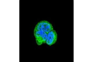 Image no. 2 for anti-Aspartoacylase (ASPA) (AA 89-118), (N-Term) antibody (ABIN452768) (ASPA 抗体  (N-Term))