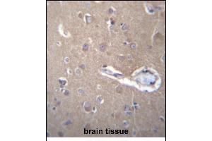 SEC62 Antibody (N-term) (ABIN656777 and ABIN2845996) immunohistochemistry analysis in formalin fixed and paraffin embedded human brain tissue followed by peroxidase conjugation of the secondary antibody and DAB staining. (SEC62 抗体  (N-Term))