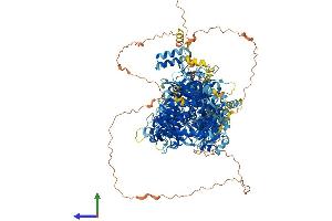Protein Structure (PS) image for DIP2 Disco-Interacting Protein 2 Homolog A (DIP2A) (AA 1-1571) protein (His tag) (ABIN7553711)