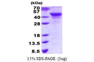 Image no. 1 for NDRG Family Member 2 (NDRG2) protein (His tag) (ABIN1098670) (NDRG2 Protein (His tag))