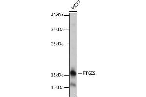 Western blot analysis of extracts of MCF7 cells, using PTGES antibody (ABIN7269573) at 1:1000 dilution. (Prostaglandin E Synthase 抗体)