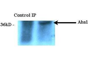 Immunoprecipitation analysis using Rat Anti-Aha1 Monoclonal Antibody, Clone 25F2. (AHSA1 抗体  (Atto 488))