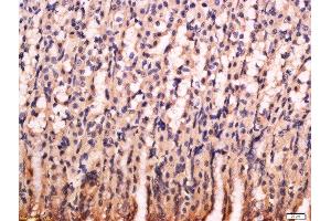Formalin-fixed and paraffin embedded rat stomach labeled with Anti-PG-C/Pepsinogen 2 Polyclonal Antibody, Unconjugated  at 1:200 followed by conjugation to the secondary antibody and DAB staining. (PGC 抗体  (AA 21-120))