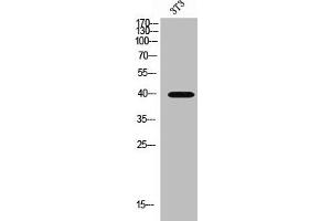 Western Blot analysis of 3T3 cells using MCT13 Polyclonal Antibody (SLC16A13 抗体  (C-Term))