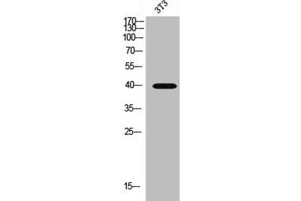 SLC16A13 anticorps  (C-Term)