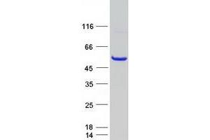 Western Blotting (WB) image for Egl-9 Family Hypoxia Inducible Factor 1 (EGLN1) protein (Myc-DYKDDDDK Tag) (ABIN2720024)