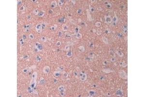 IHC-P analysis of brain tissue, with DAB staining. (CYP1A2 抗体  (AA 2-231))