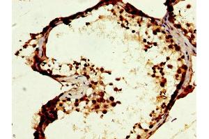 IHC image of ABIN7166489 diluted at 1:400 and staining in paraffin-embedded human testis tissue performed on a Leica BondTM system. (MOS 抗体  (AA 234-330))