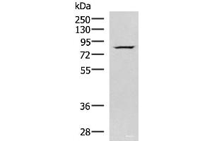 Western blot analysis of HepG2 cell lysate using NASP Polyclonal Antibody at dilution of 1:800 (NASP 抗体)