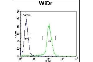 BEX1 Antibody (Center) (ABIN654656 and ABIN2844352) flow cytometric analysis of WiDr cells (right histogram) compared to a negative control cell (left histogram). (BEX1 抗体  (AA 63-90))