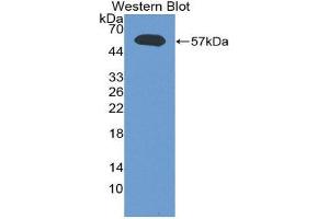 Western Blotting (WB) image for anti-Lymphotoxin-alpha (LTA) (AA 35-191) antibody (ABIN1860799) (LTA 抗体  (AA 35-191))