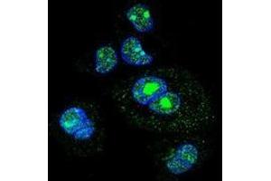 Immunofluorescence (IF) image for anti-Sterol Regulatory Element Binding Transcription Factor 2 (SREBF2) (AA 402-431), (Middle Region) antibody (ABIN954950)