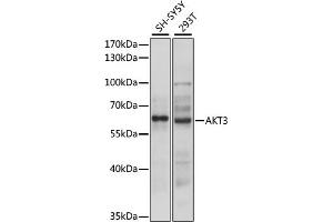 Western blot analysis of extracts of various cell lines, using  antibody (ABIN6131180, ABIN6136743, ABIN6136745 and ABIN6216715) at 1:3000 dilution. (AKT3 抗体  (AA 93-154))