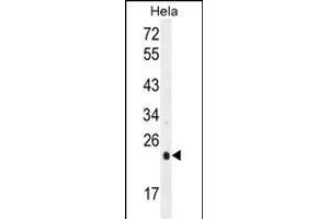 UQCRFS1 Antibody (C-term) (ABIN655606 and ABIN2845090) western blot analysis in Hela cell line lysates (35 μg/lane). (UQCRFS1 抗体  (C-Term))